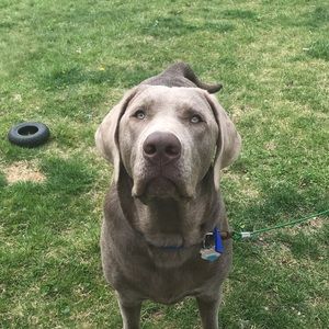 Meet your Posher, Abby